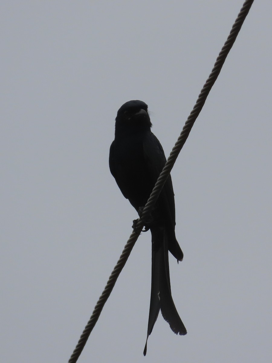 Black Drongo - ML629335808