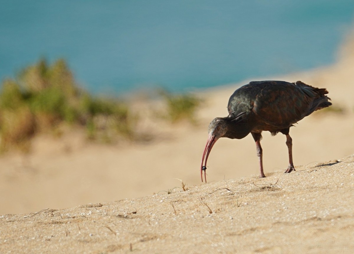 Northern Bald Ibis - ML629335902