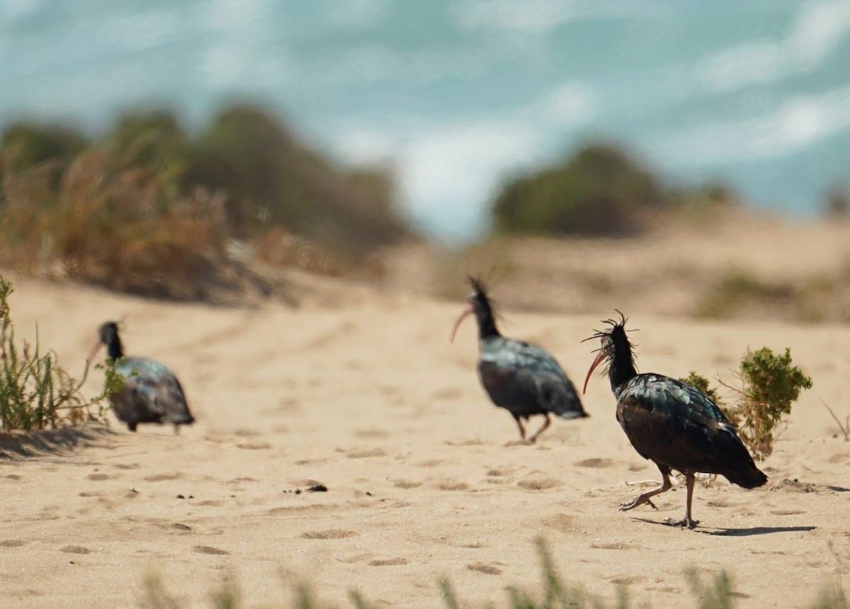 Northern Bald Ibis - ML629335903