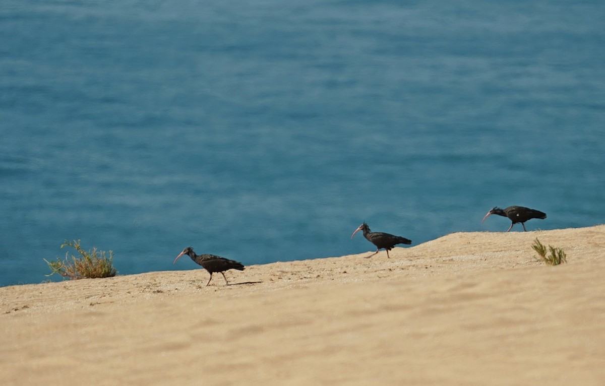 Northern Bald Ibis - ML629335906