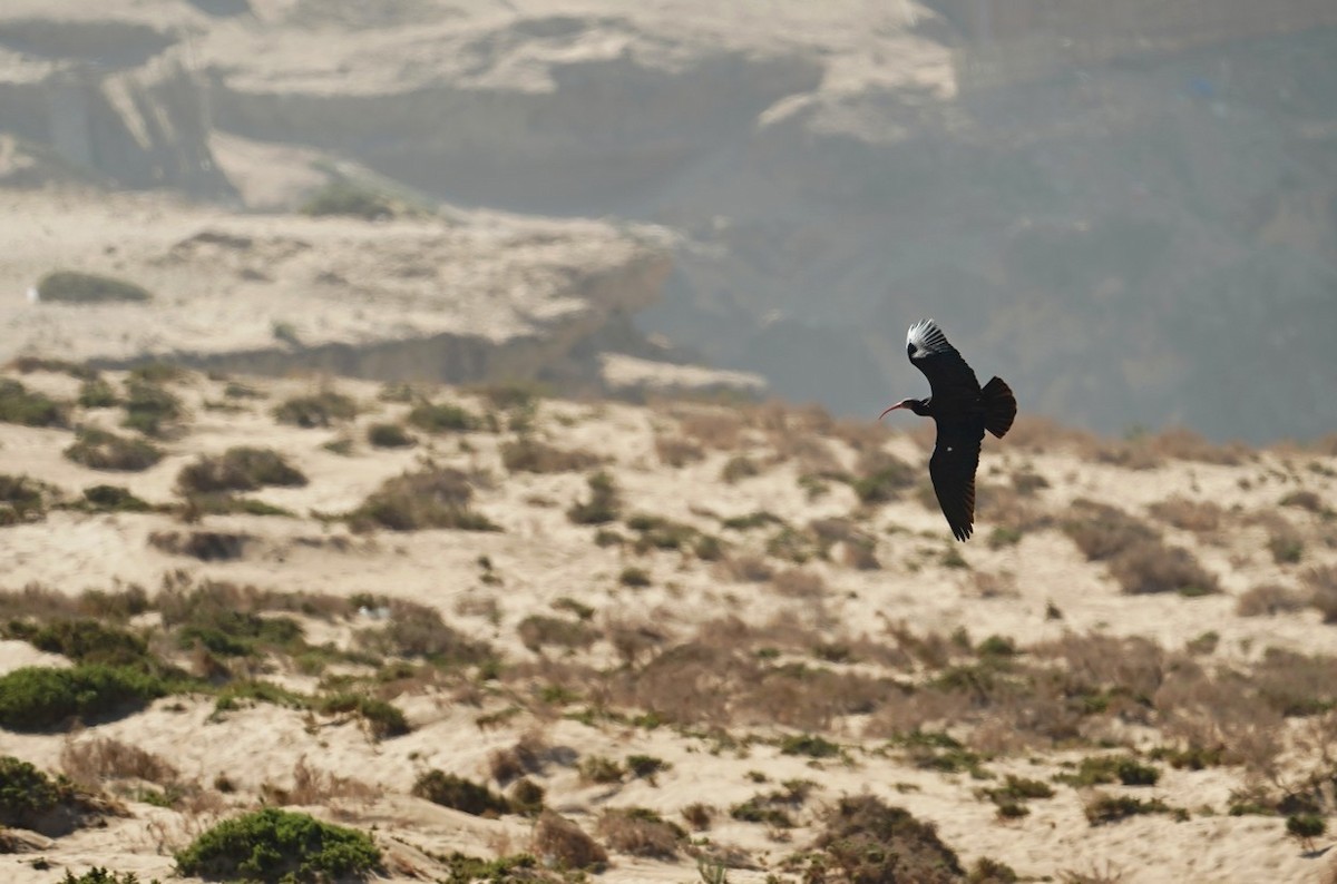 Northern Bald Ibis - ML629335907