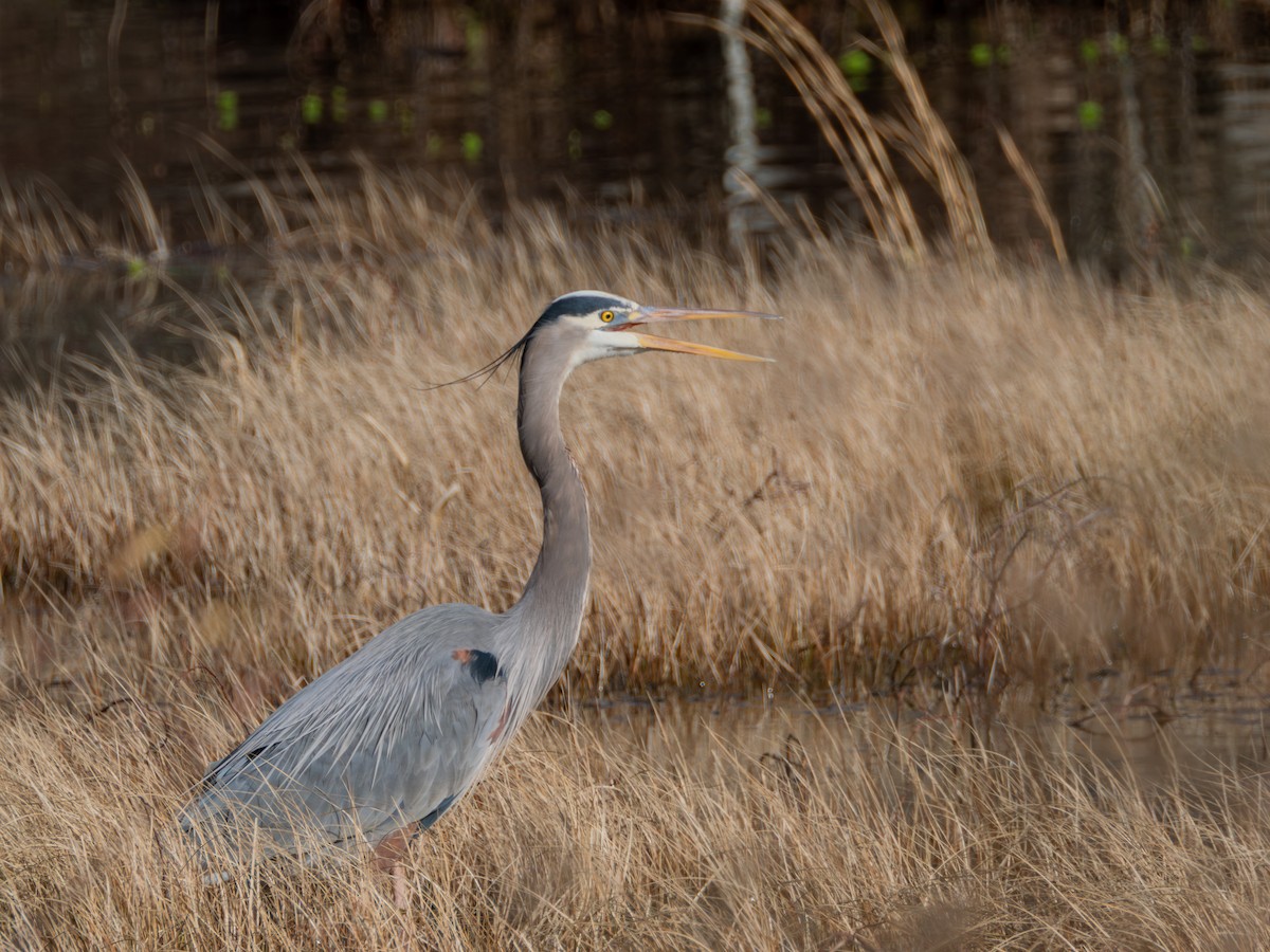 Great Blue Heron - ML629336041