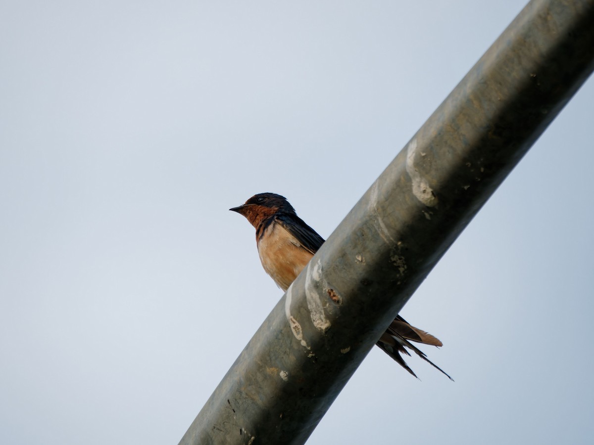 Barn Swallow - ML629336129