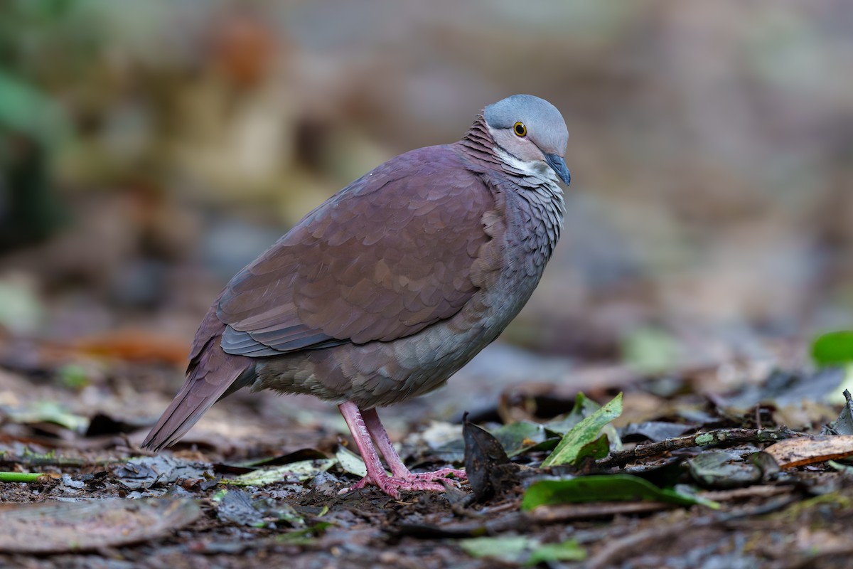 White-throated Quail-Dove - ML629336159
