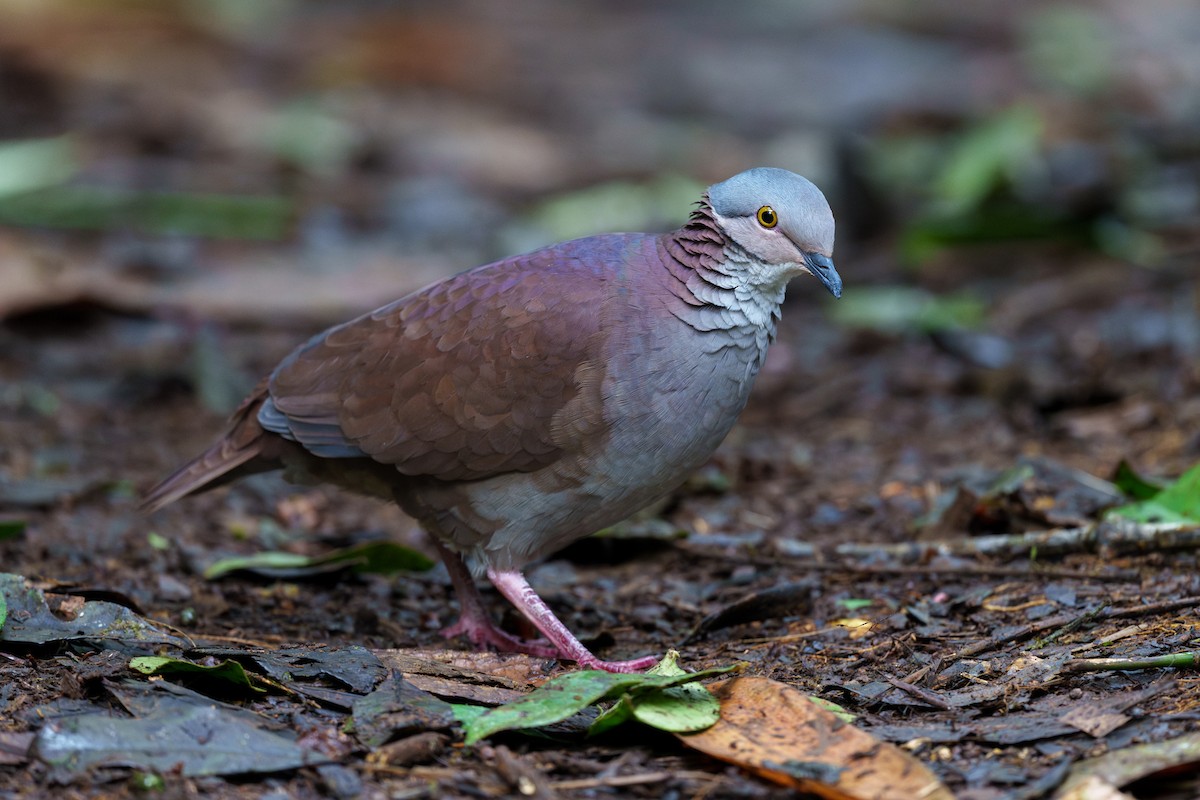 White-throated Quail-Dove - ML629336166
