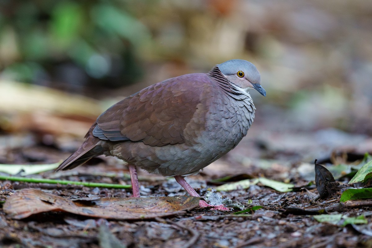 White-throated Quail-Dove - ML629336167