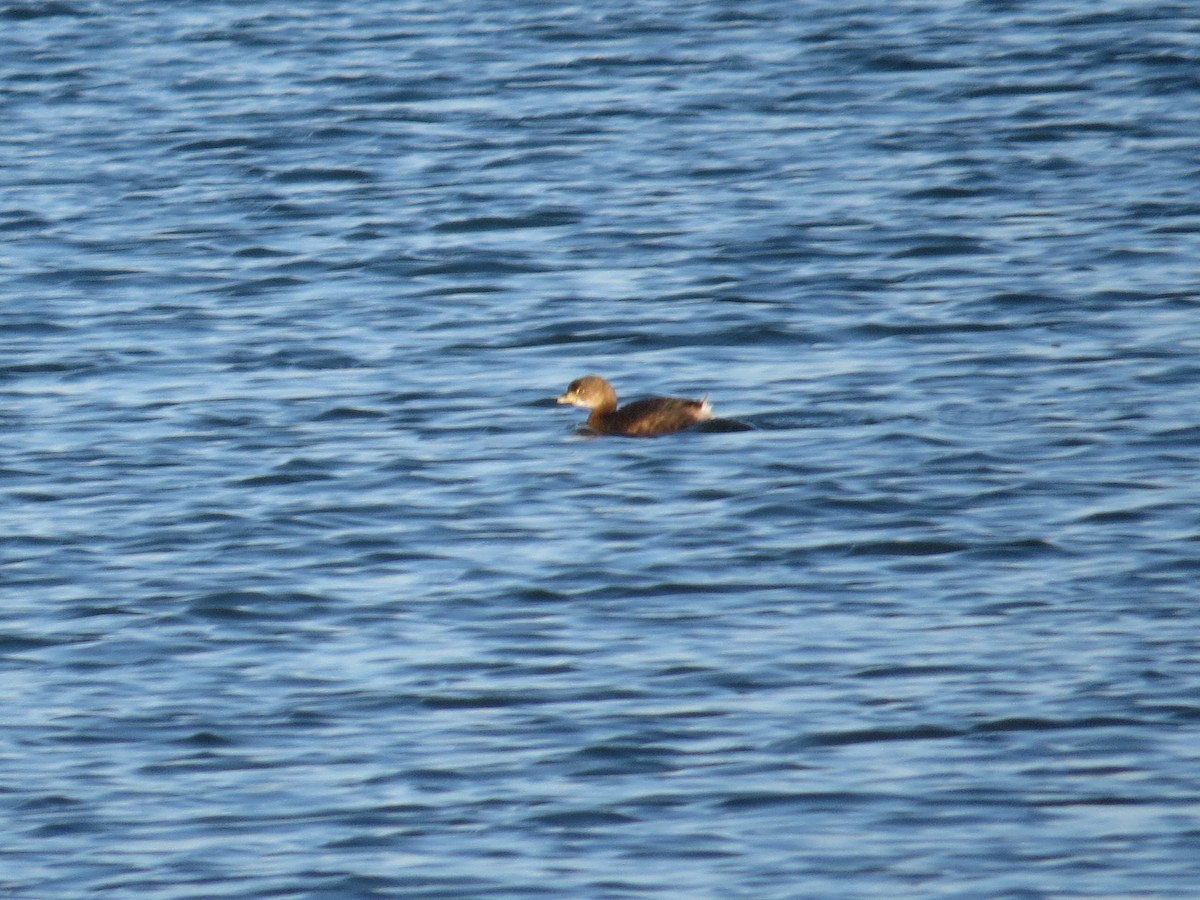 Pied-billed Grebe - ML629336463