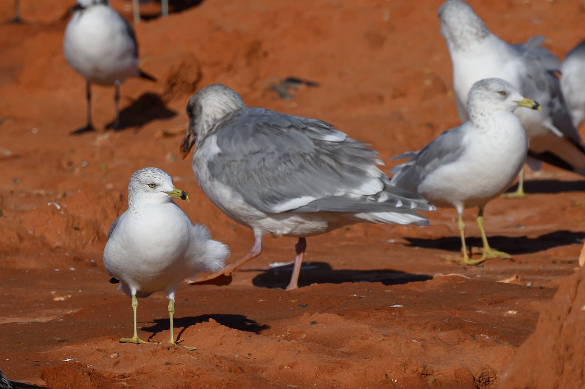 Beringmöwe - ML629336528