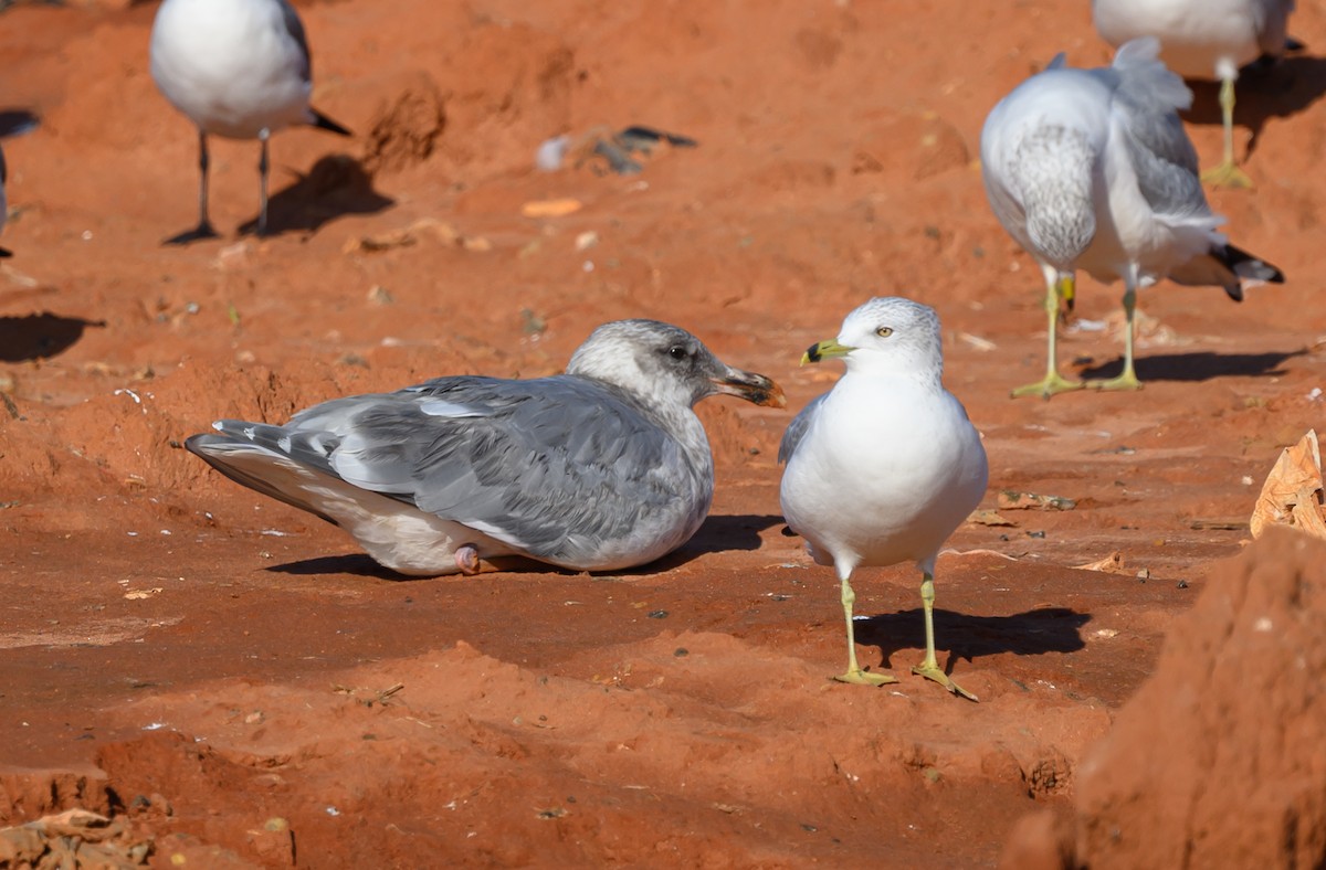 Beringmöwe - ML629336537