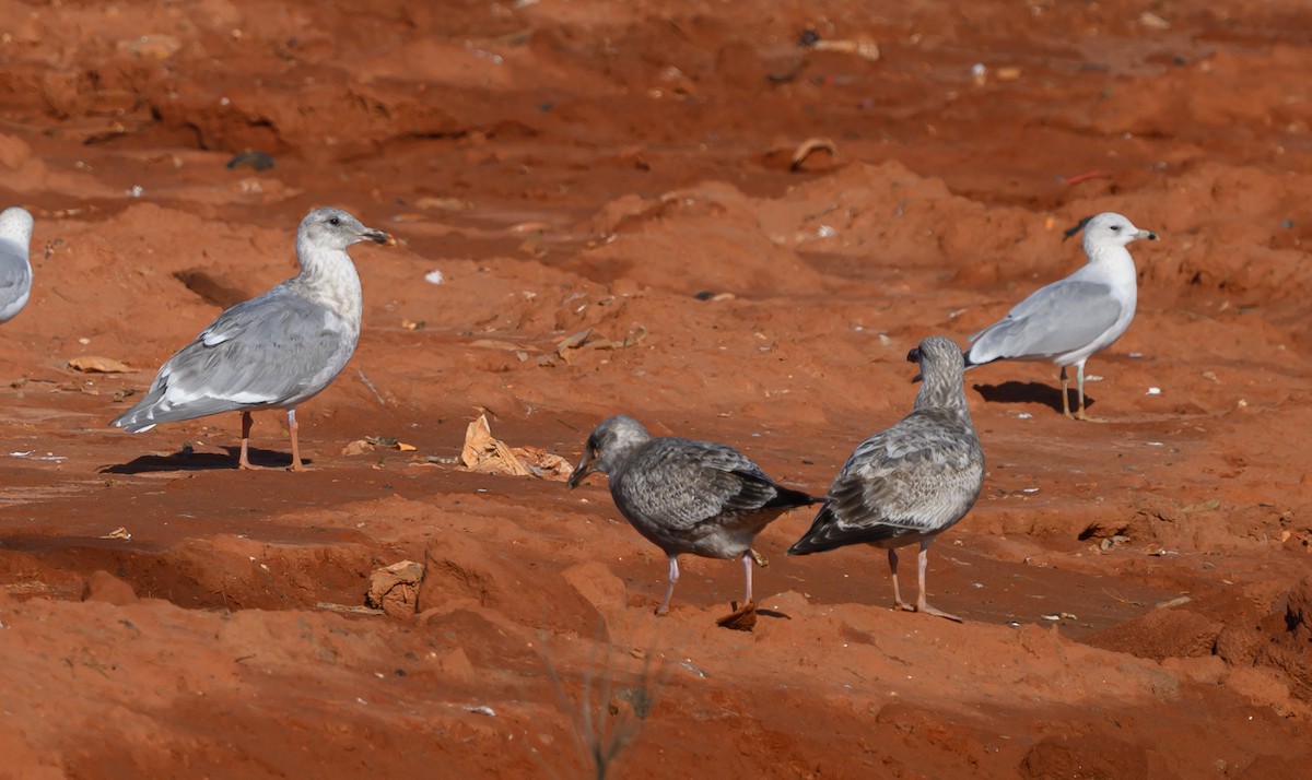 Beringmöwe - ML629336548