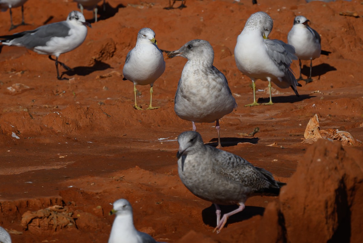 Beringmöwe - ML629336557