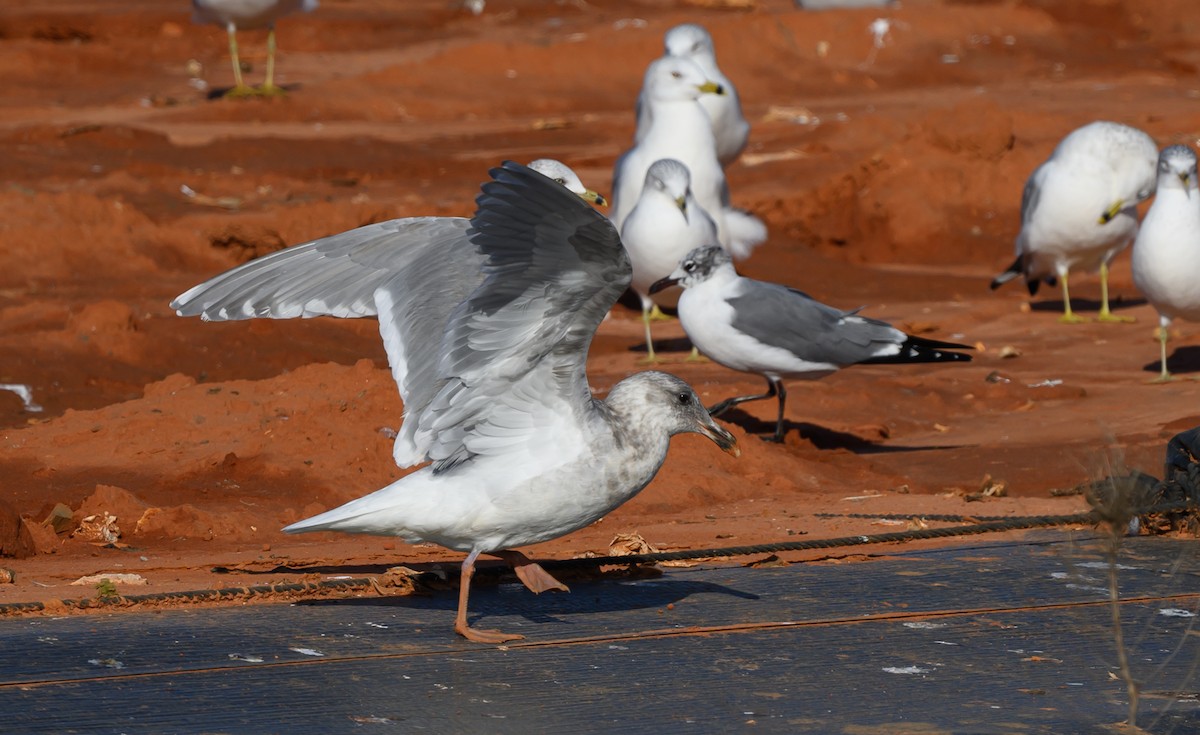 Beringmöwe - ML629336581