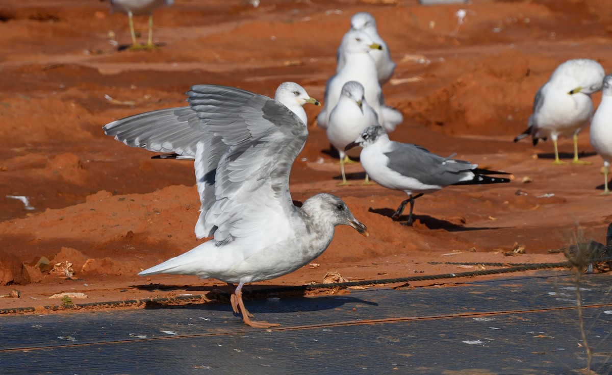 Beringmöwe - ML629336583