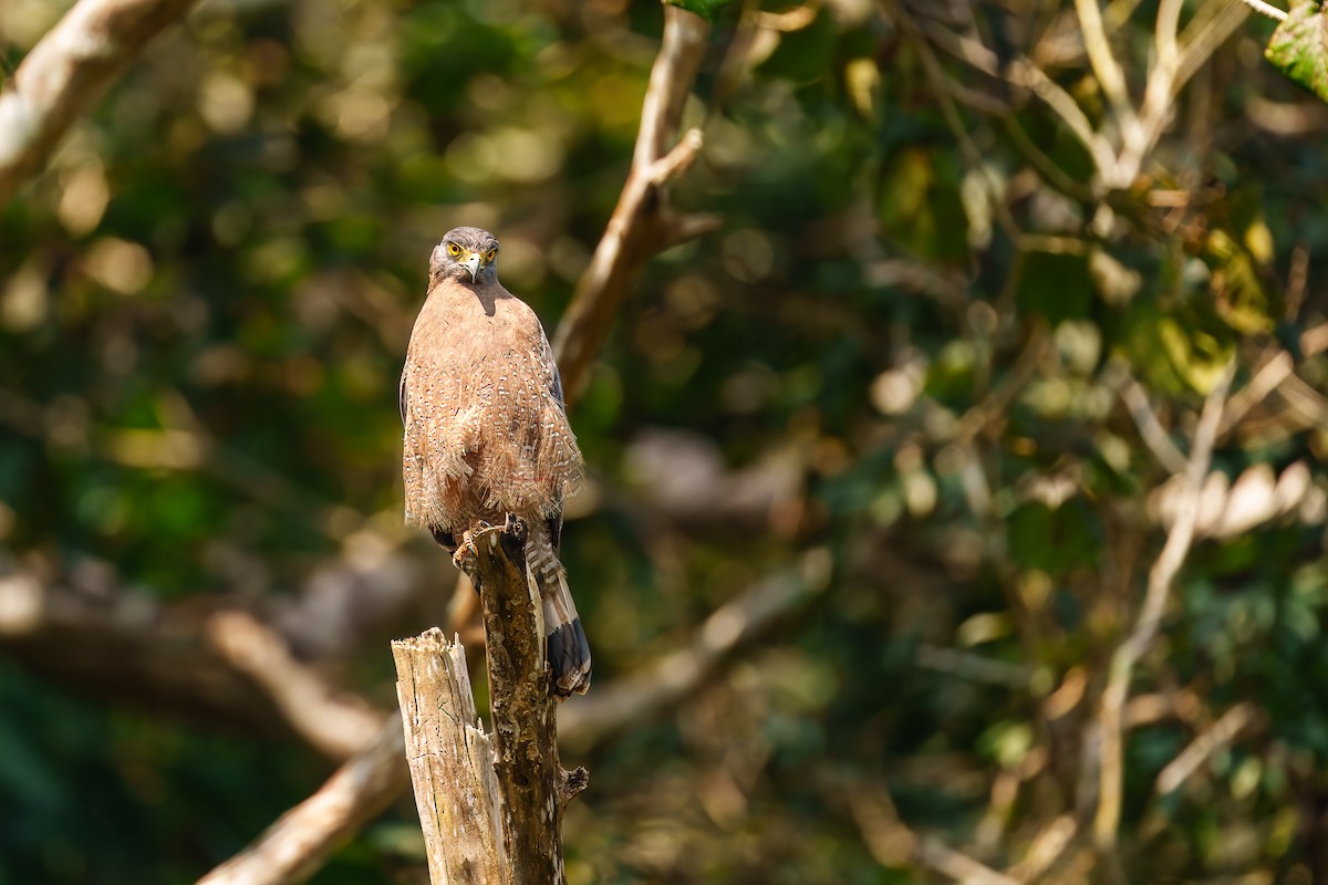 Crested Serpent-Eagle - ML629336598