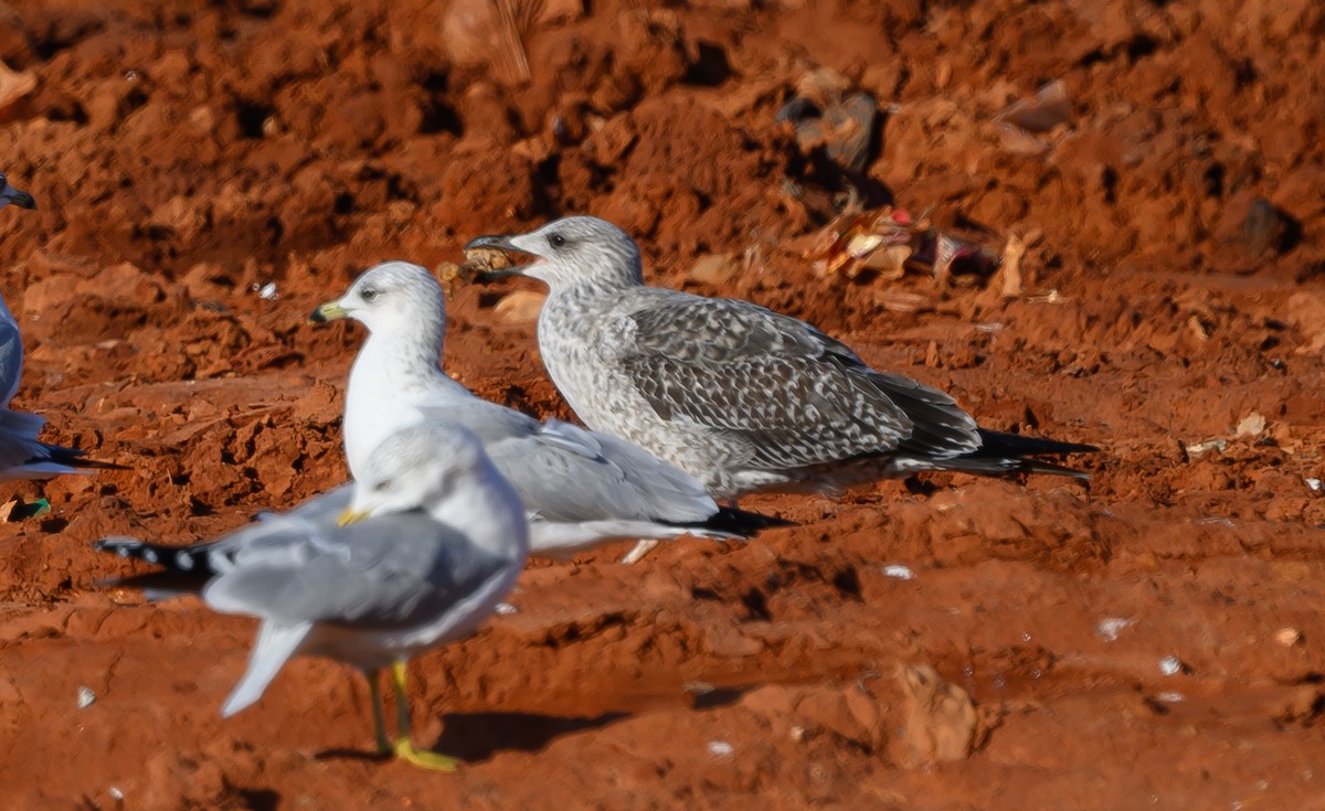 Heringsmöwe - ML629336636