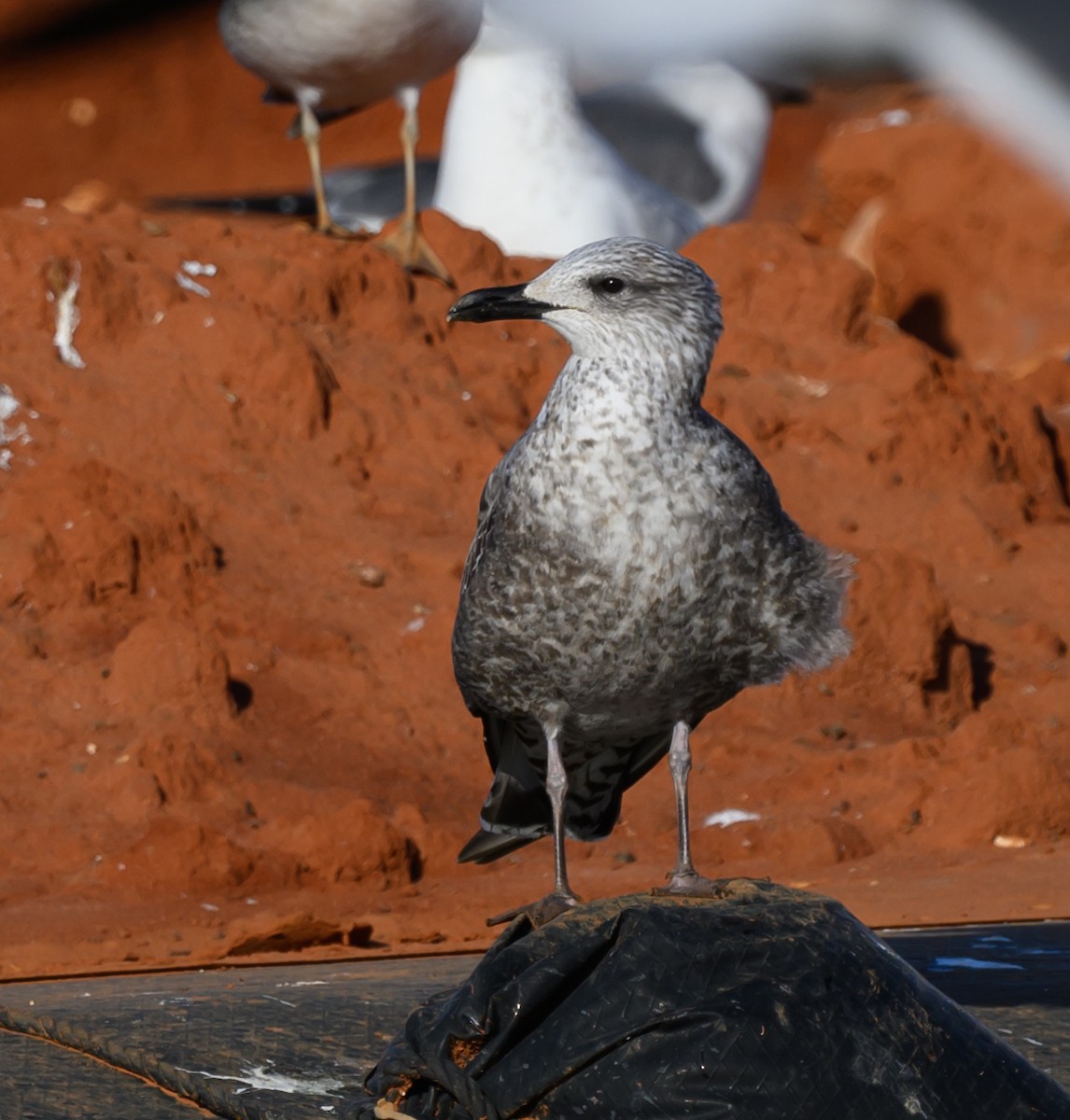 Heringsmöwe - ML629336638