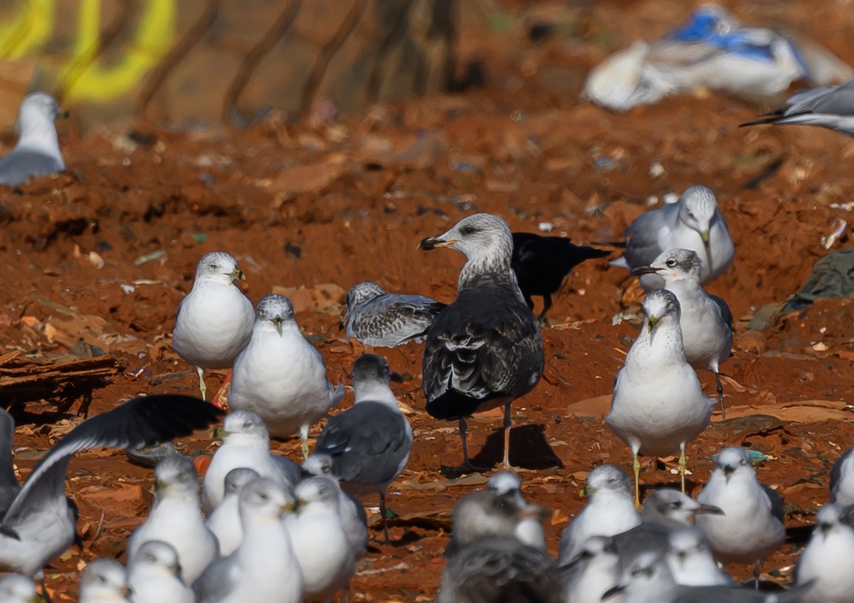 Heringsmöwe - ML629336642