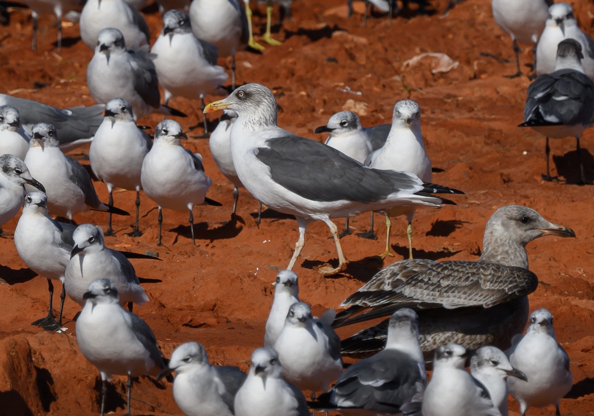 Heringsmöwe - ML629336646