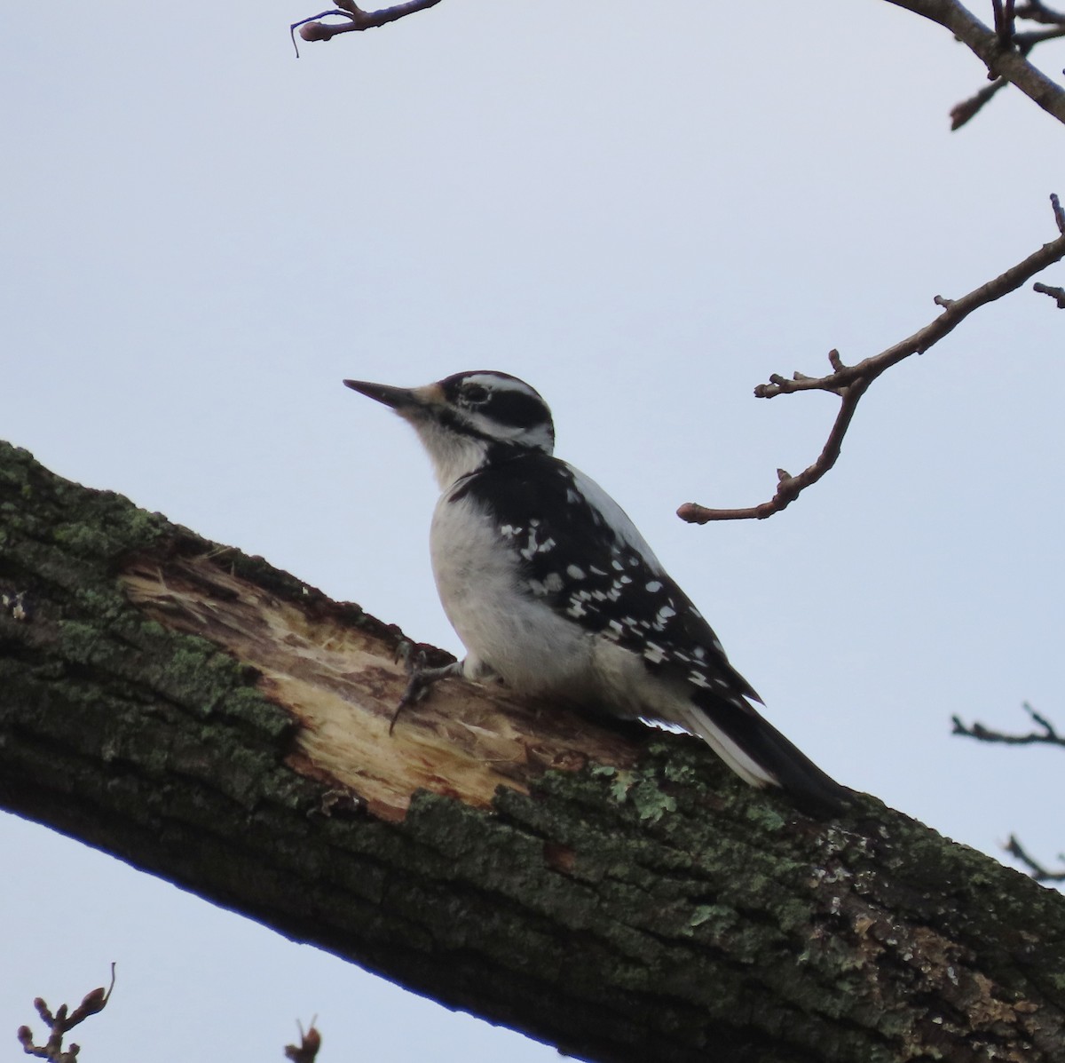 Hairy Woodpecker - ML629336716