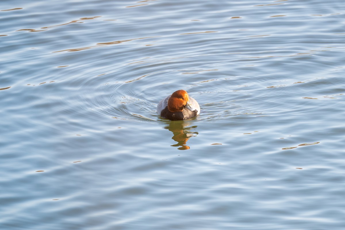 Redhead - ML629336720