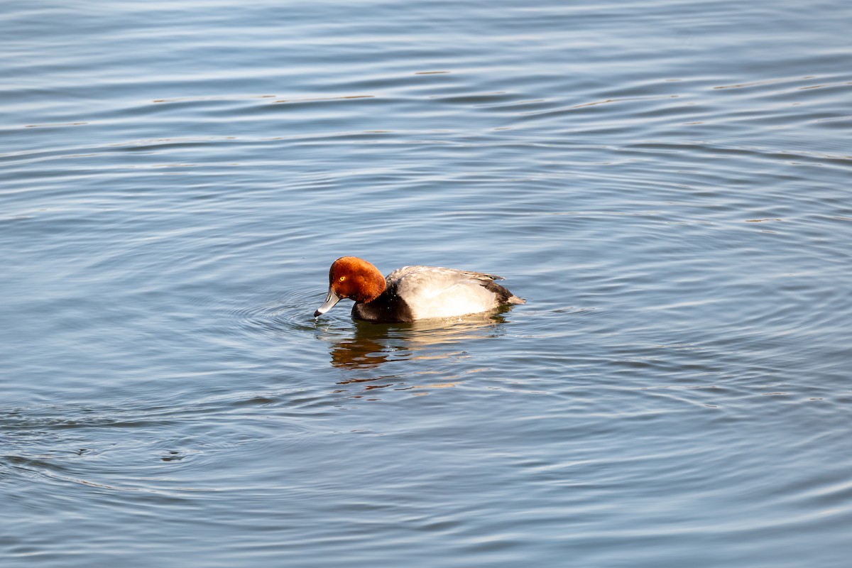 Redhead - ML629336721