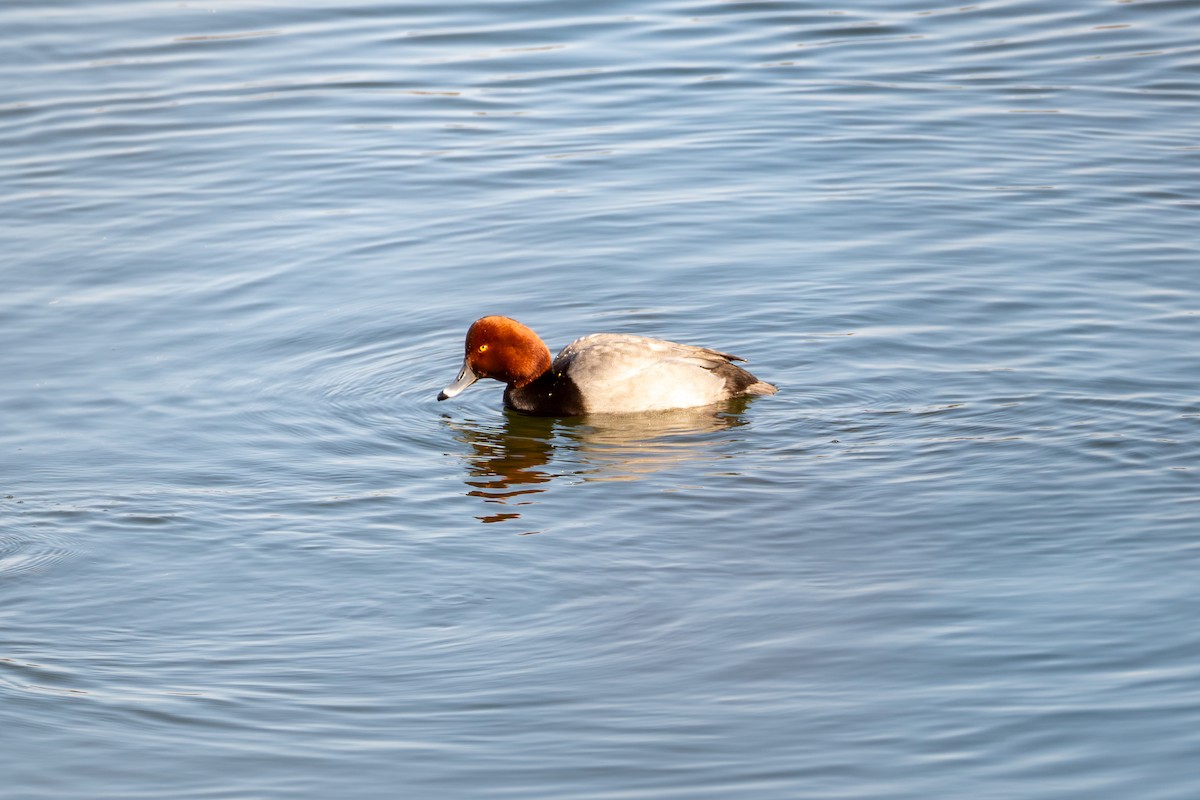 Redhead - ML629336722