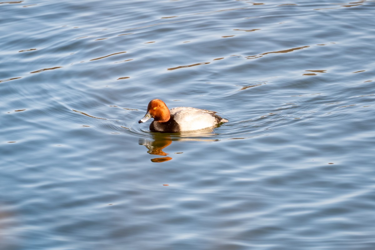 Redhead - ML629336724