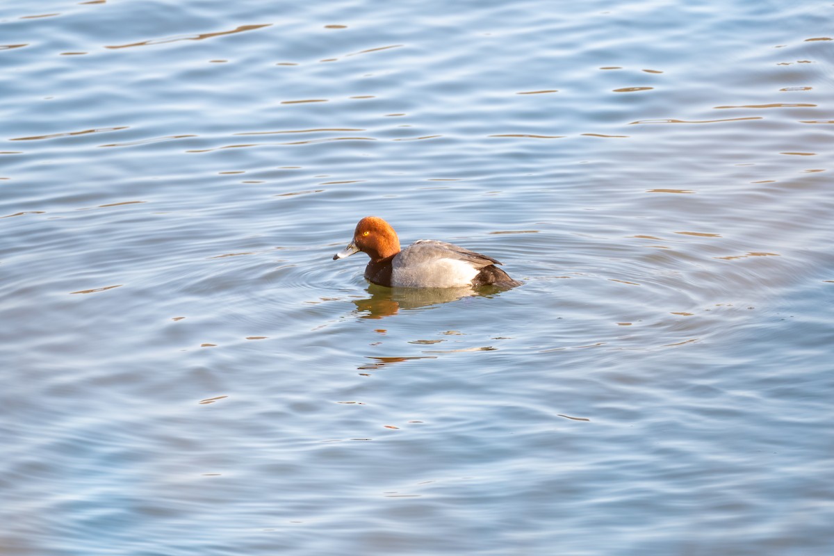 Redhead - ML629336725