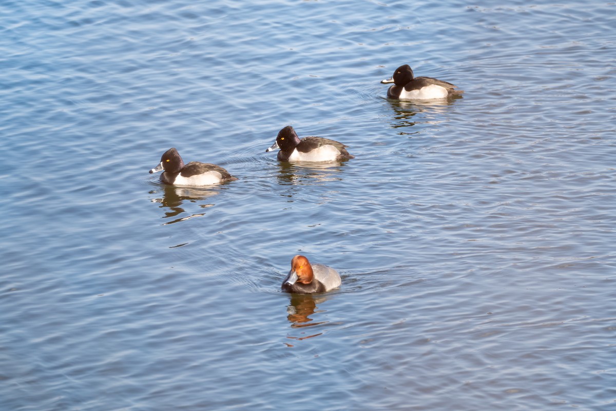 Ring-necked Duck - ML629336729
