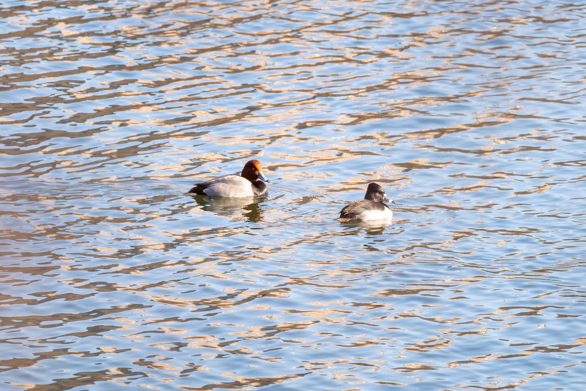 Ring-necked Duck - ML629336730