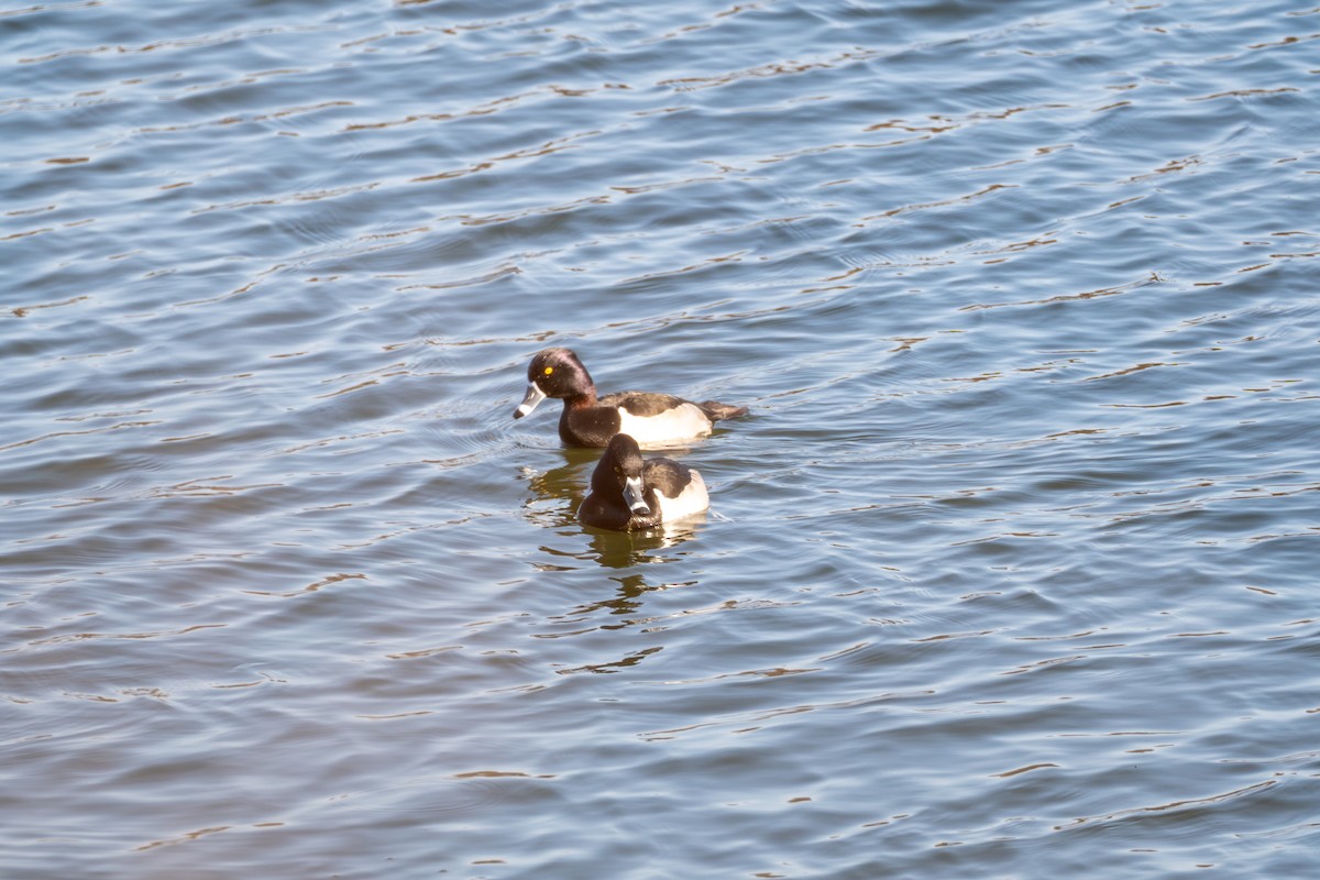 Ring-necked Duck - ML629336731