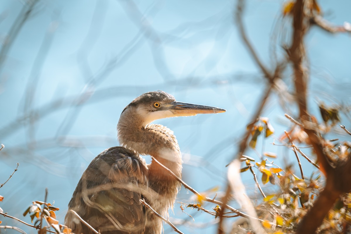 Great Blue Heron - ML629336732