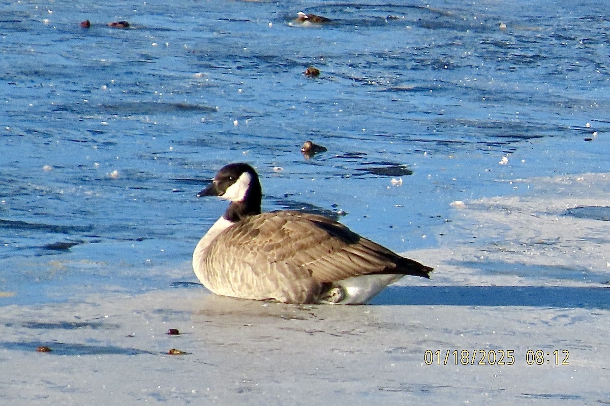 Cackling Goose - ML629336746