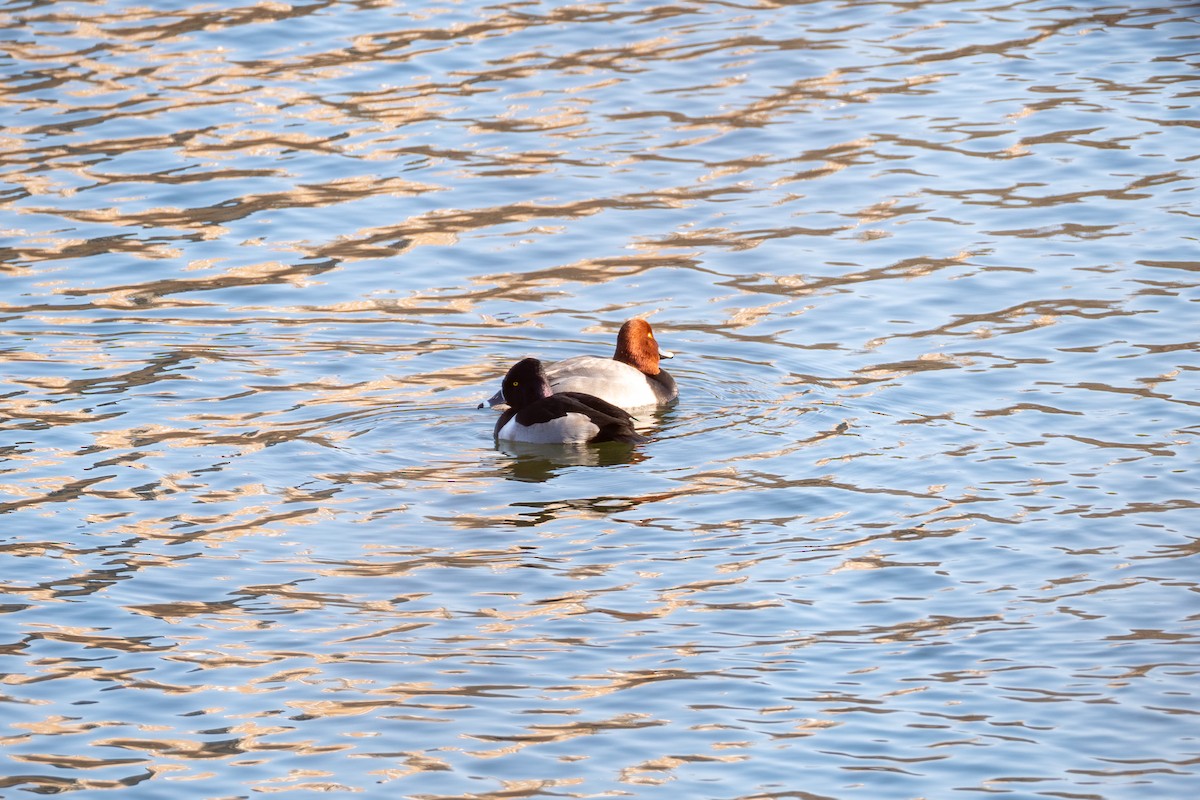 Ring-necked Duck - ML629336758