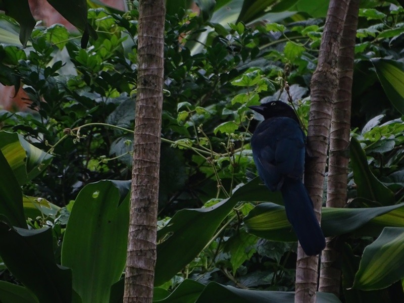 Bushy-crested Jay - ML629336767