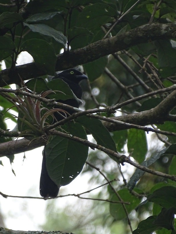 Bushy-crested Jay - ML629336768