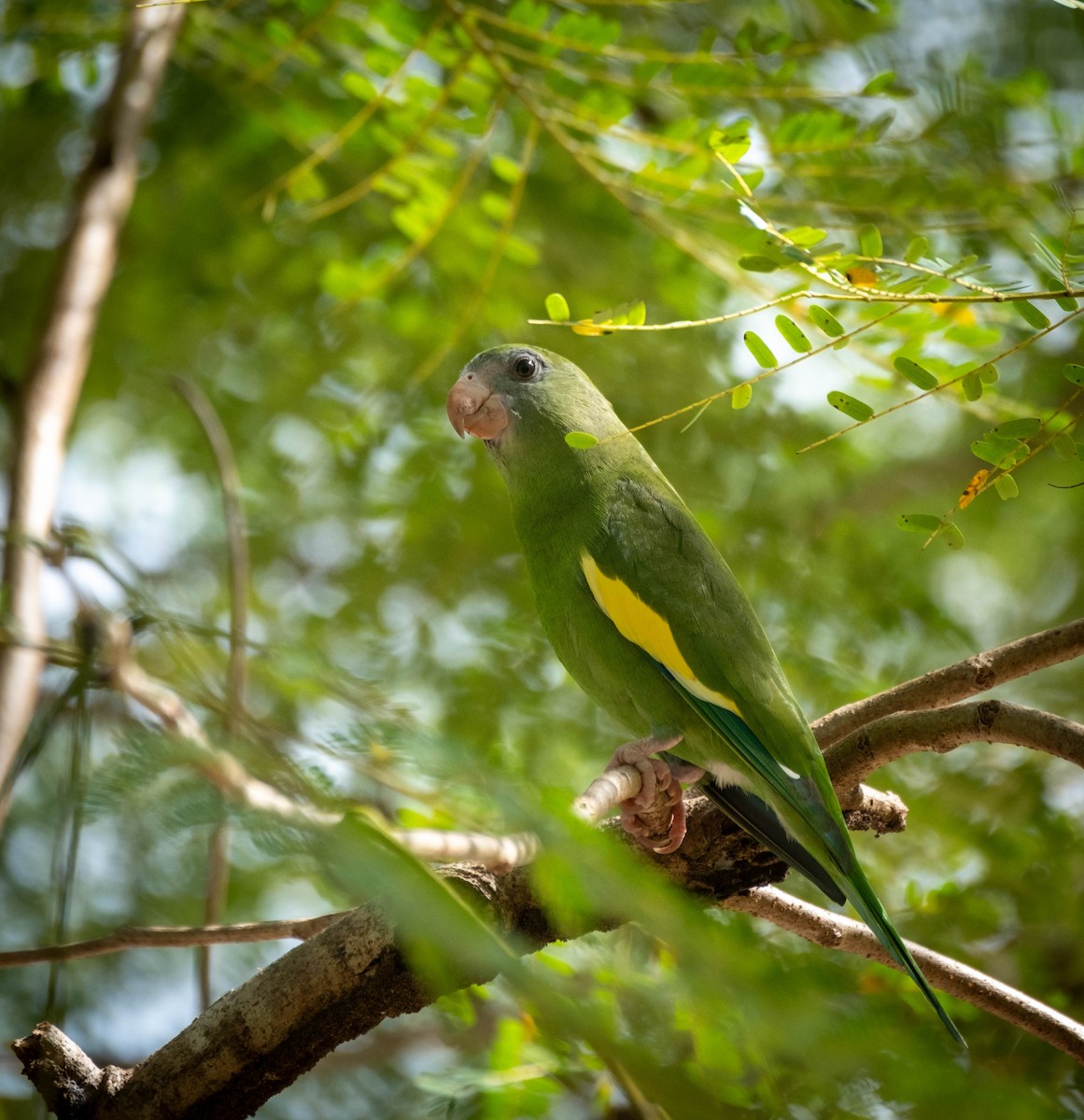 White-winged Parakeet - ML629337052