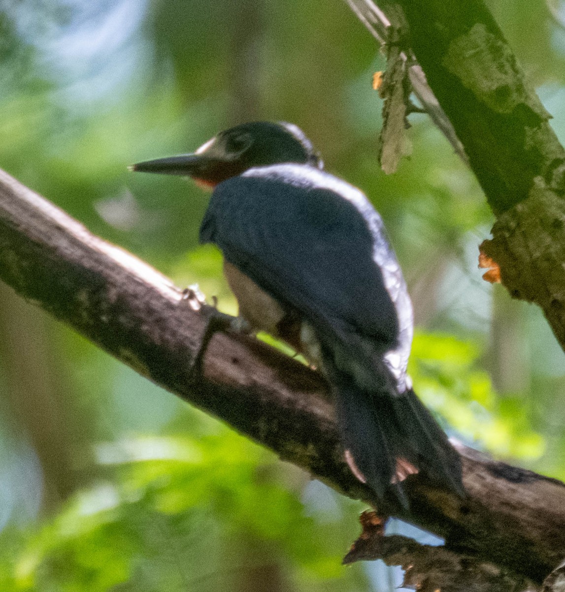 Puerto Rican Woodpecker - ML629337060