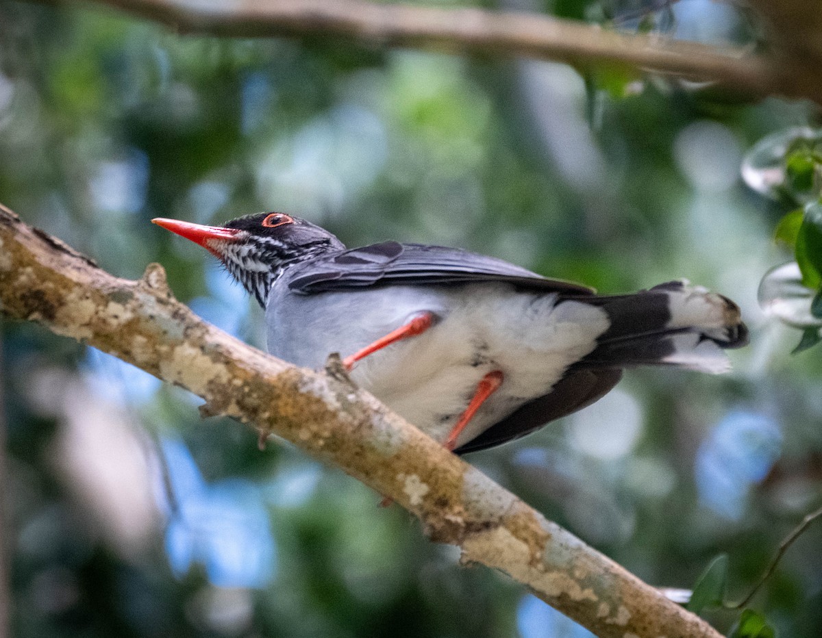 Red-legged Thrush - ML629337086