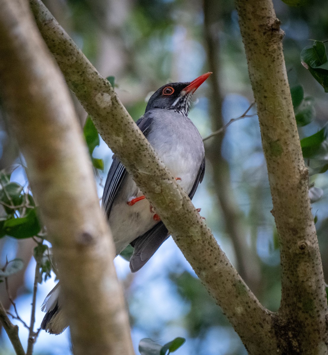 Red-legged Thrush - ML629337087