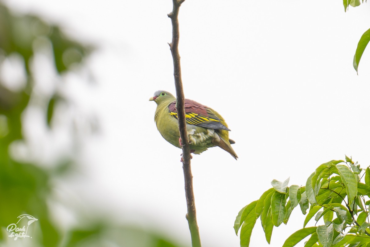 Thick-billed Green-Pigeon - ML629337112