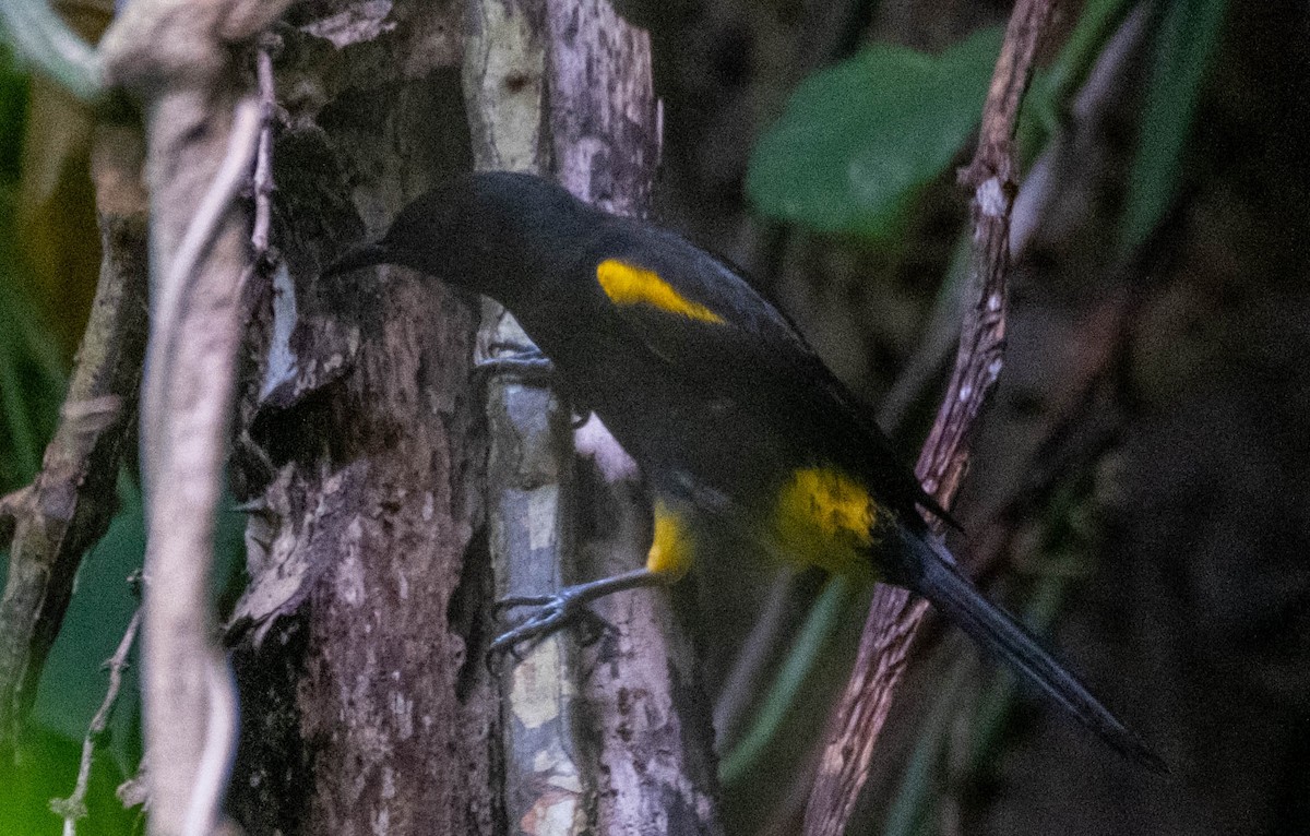 Puerto Rican Oriole - ML629337120