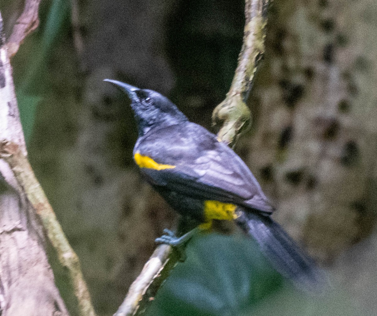 Puerto Rican Oriole - ML629337121