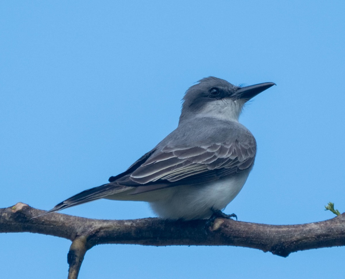 Gray Kingbird - ML629337127