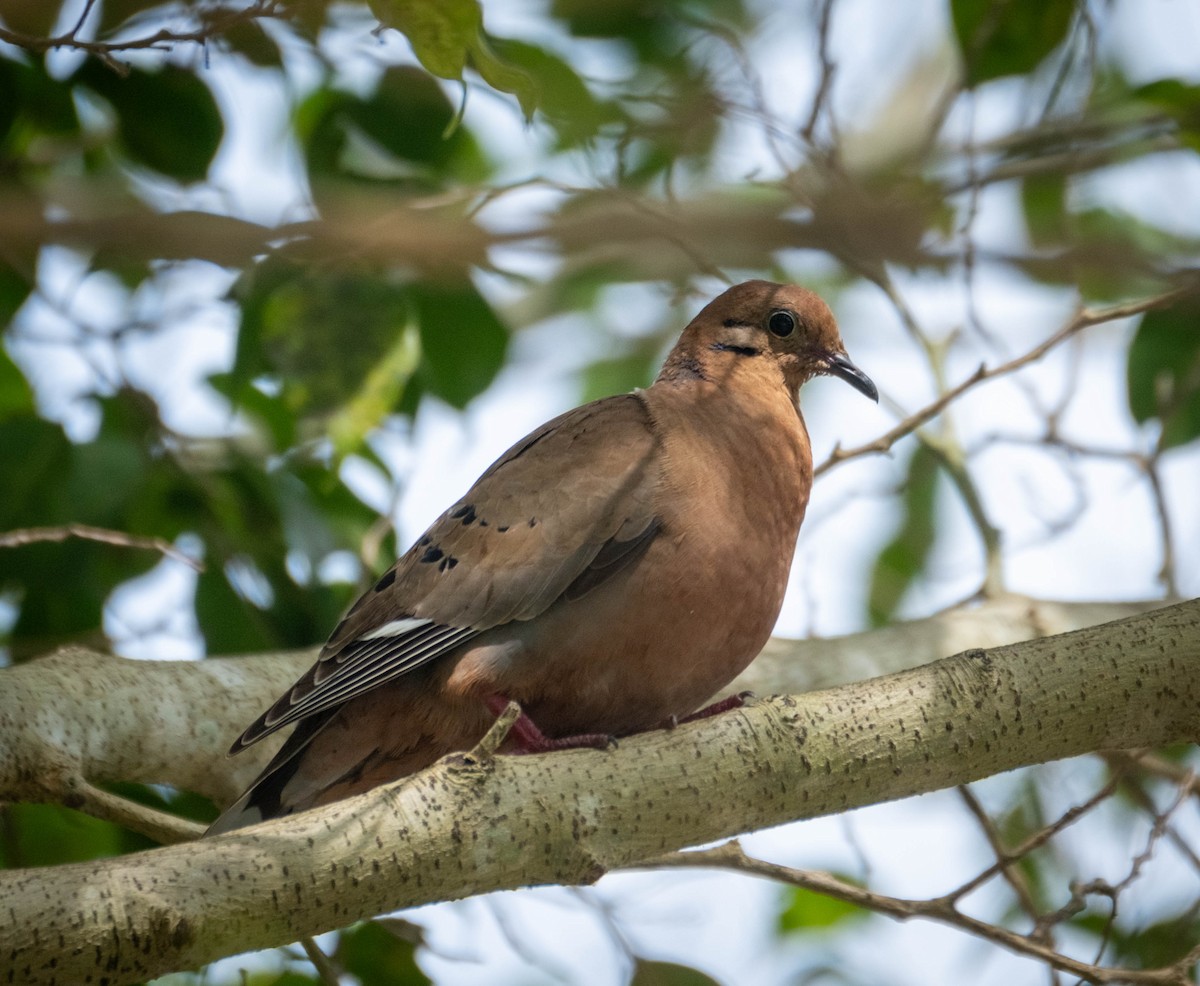 Zenaida Dove - ML629337148