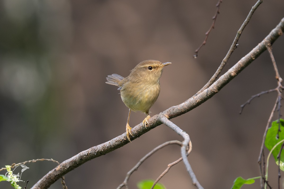 Brownish-flanked Bush Warbler - ML629337164