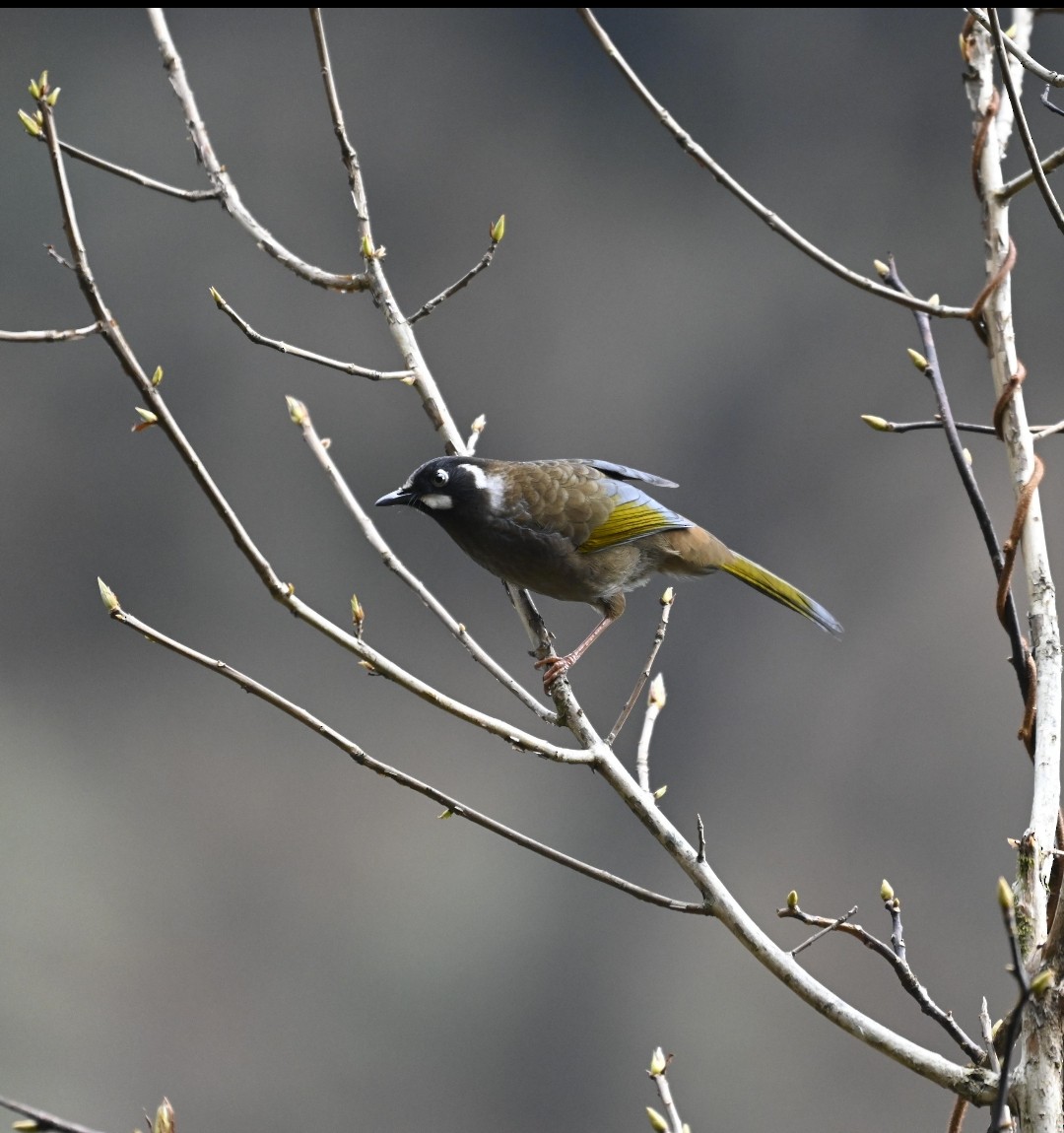 Black-faced Laughingthrush - ML629337303