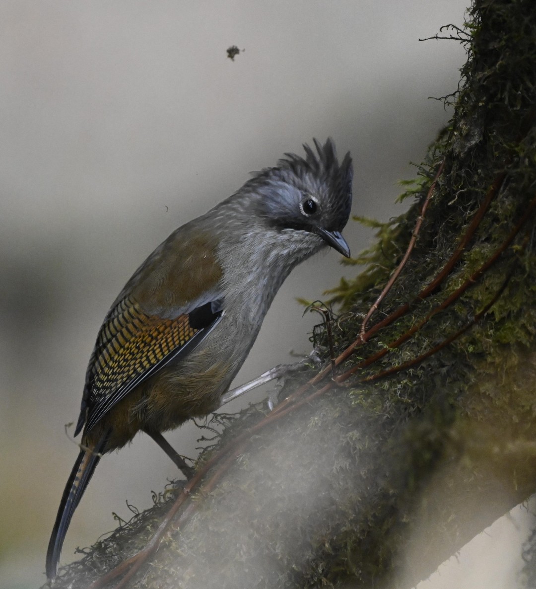 Hoary-throated Barwing - ML629337364