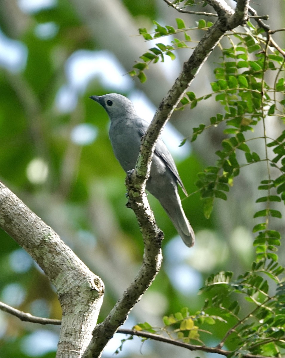Gray Cuckooshrike - ML629337371