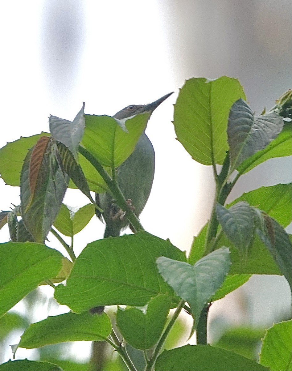 Long-billed Tailorbird - ML629337398